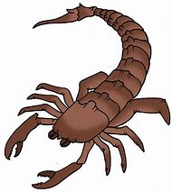 Image result for Scorpions Clip Art Colored