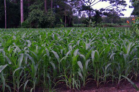 Maize and Rotational Crops - Page 40 - Farming in Thailand Forum ...