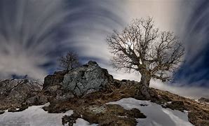 Image result for Moonlight Trees