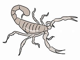 Image result for Scorpion Animal Clip Art