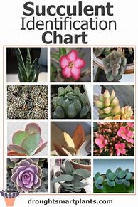 Image result for Succulent Identification and Care