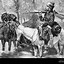 Image result for What Is a Fur Trapper