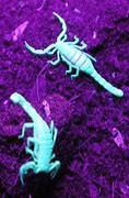 Image result for Mother Scorpion