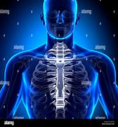 Image result for Male Rib Anatomy