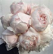 Image result for Blush Peony