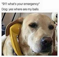 Image result for Funny Dog Memes Small