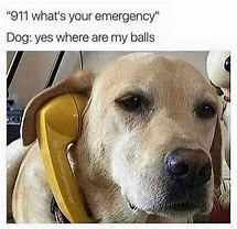 Image result for Best Dog Memes