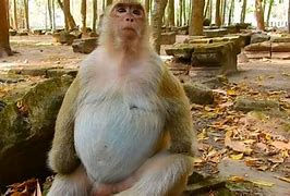 Image result for Pregnant Monkey