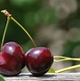 Image result for Red Cherry Plant