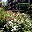 Image result for Lowe's Outdoor Flowers On Sale