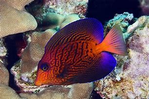 Image result for Tang Saltwater Fish