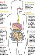 Image result for Is Digestion a Life Process