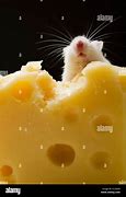 Image result for Animals Eating Cheese