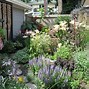 Image result for Mounding Perennials