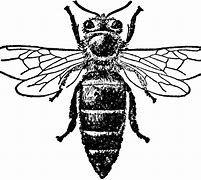 Image result for Honey Bee Black and White Clip Art Free