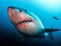 Image result for Fear of Sharks