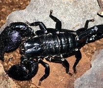 Image result for Emperor Scorpion Eyes