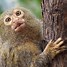 Image result for Monkeys in Thailand