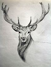 Image result for Draw Animals