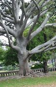 Image result for Cool Looking Trees