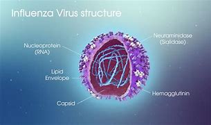 Image result for Influenza Virus Picture