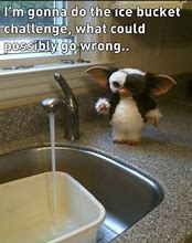 Image result for Funny Challenge Quotes