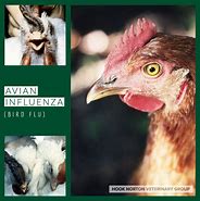 Image result for Avian Flu