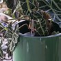 Image result for tall plastic planters