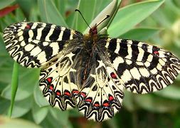 Image result for Beauty Butterfly
