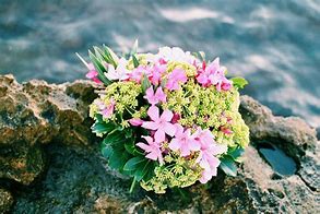 Image result for Croatia Flowers