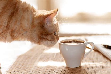 猫　お茶 に対する画像結果