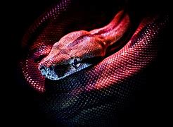 Image result for Snake Wallpaper HD