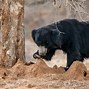 Image result for Bear Eating Cheese