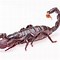 Image result for Scorpion Animal
