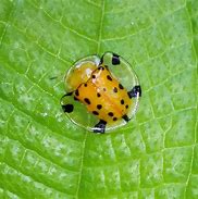 Image result for Pretty Bugs