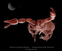 Image result for Scorpion Eye Magnified