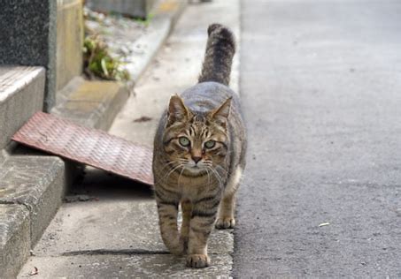 猫　横浜 に対する画像結果