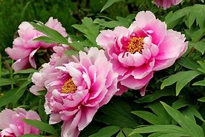 Image result for Peonies Photos