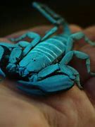 Image result for Female Scorpion
