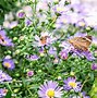 Image result for Growing Asters