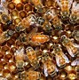 Image result for Queen Bee Drone