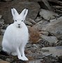 Image result for Canada Rabbits