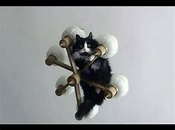 Image result for Cats with Random Objects