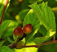 Image result for Nanking Cherry Recipes