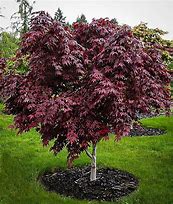 Image result for Japanese Maple Trees for Sale Near Me