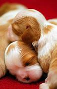Image result for Most Adorable Baby Animals