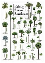 Image result for Palm Tree Identification Chart