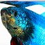 Image result for Royal Blue Tank Fish