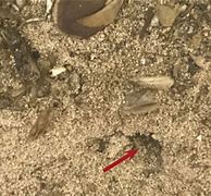 Image result for Scorpion Holes