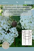 Image result for Hydrangea Support